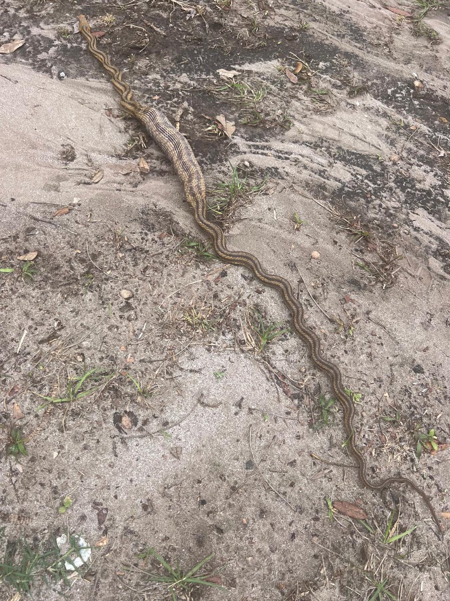 HYKER3D's tweet photo. Fat snake seen just now in front of Land Of Id art studio, Myakka City.  Is it pregnant or did it eat a lot? https://t.co/Le7sa4jkGQ