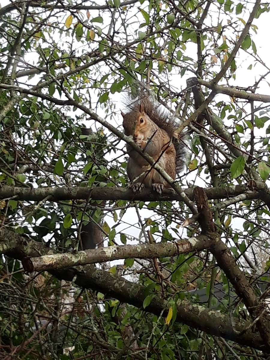 BeautifulHighw1's tweet photo. Close up eye contact with a squirrel  👀 🐿
He stared at me the whole time whilst I filmed him! 
#squirrel #wildlifephotography #nature #Hastings #EastSussex https://t.co/evOMmDtRem
