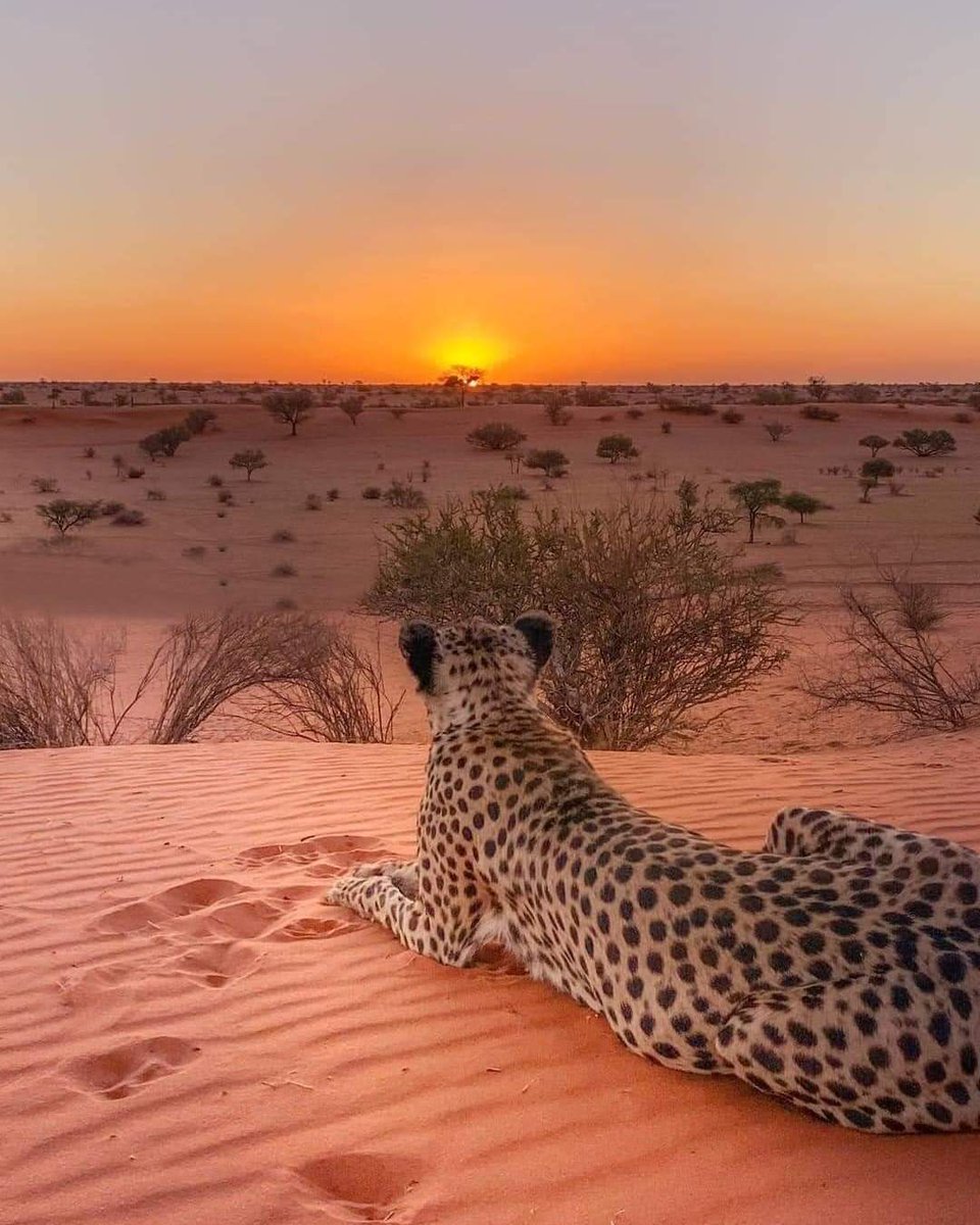 AkramKh30822324's tweet photo. Romantic 🐆 leopard https://t.co/lm24m1xGJU