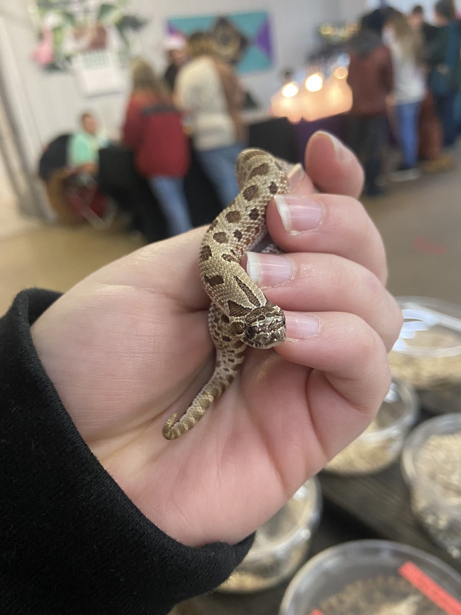 lolitsjuliav's tweet photo. Meet Glitch (named after the Taylor swift song of course) 🥰 https://t.co/DYp4qimAma