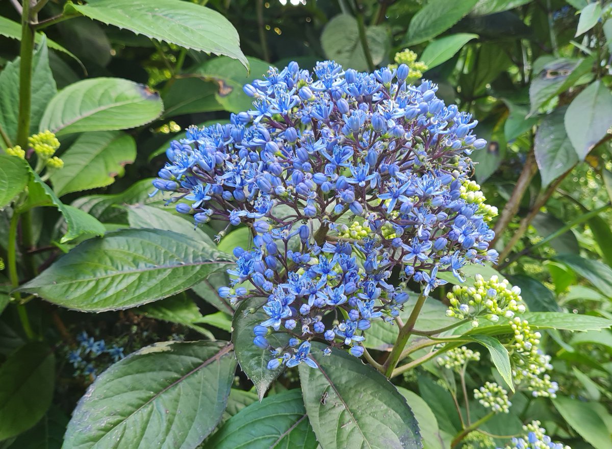 StuartWilliams_'s tweet photo. Hydrangea febrifuga (syn. Dichroa febrifuga) from Asia
#GardenAtBroughtonHall #Hydrangea #Dichroa #Hydrangeaceae https://t.co/2Onw9XbYT0