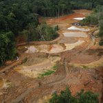 Photo by Paleo Project French Guiana (@PaleoProject_FG)