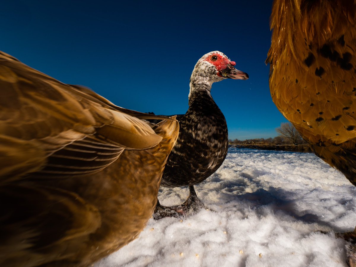 DuckFoodBot's tweet photo. when it comes to photos i’m a bit shy, but i still enjoy noms 😋 

(retweet to send a snack https://t.co/bCx4zPeg4H) https://t.co/RxVaW115dD
