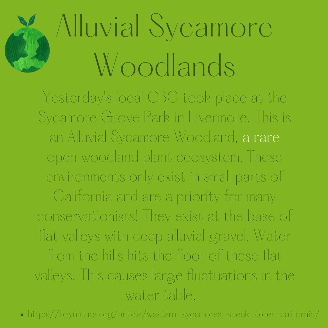 ANNUAL AUDUBON CHRISTMAS BIRD COUNT! 🌿