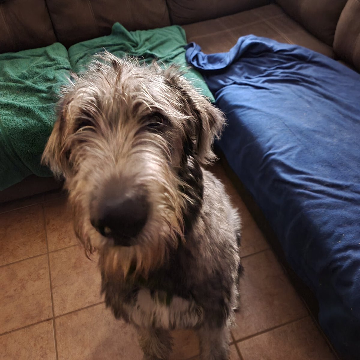 gail_notestine's tweet photo. @davidmdraiman O'Mรกille loves your music. He sez "you needz a Wolfhound. We are big, bad ass dogz".
So sorry about Lisa. #loveddogs #metalheadhounds https://t.co/YorCOgm2Rs