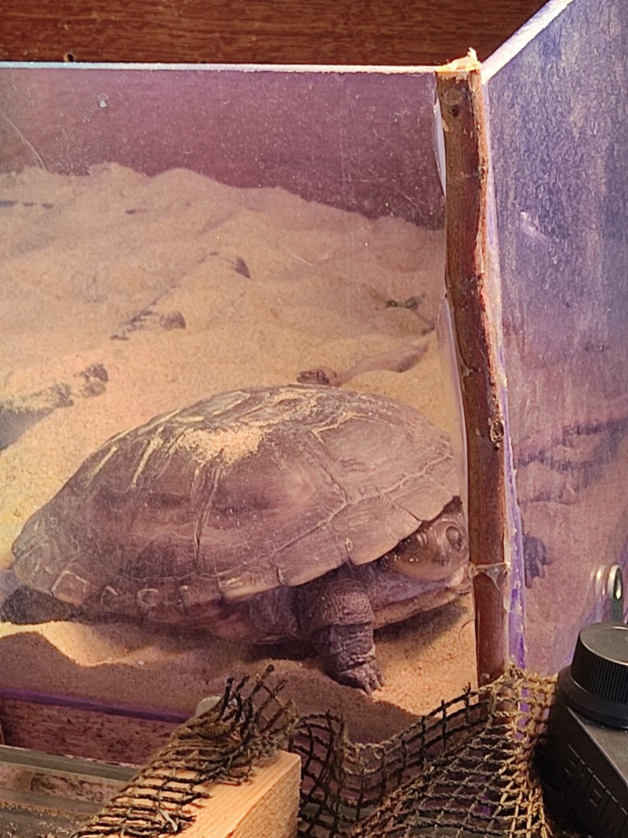 KoggyNotes's tweet photo. @pedals121 Ça va plutôt bien my Friend !! Même si il m'arrive de forcer ces barrières car ma plage est de plus en plus étroite ☀️⛱️🐢 https://t.co/xEZtjXhe8z