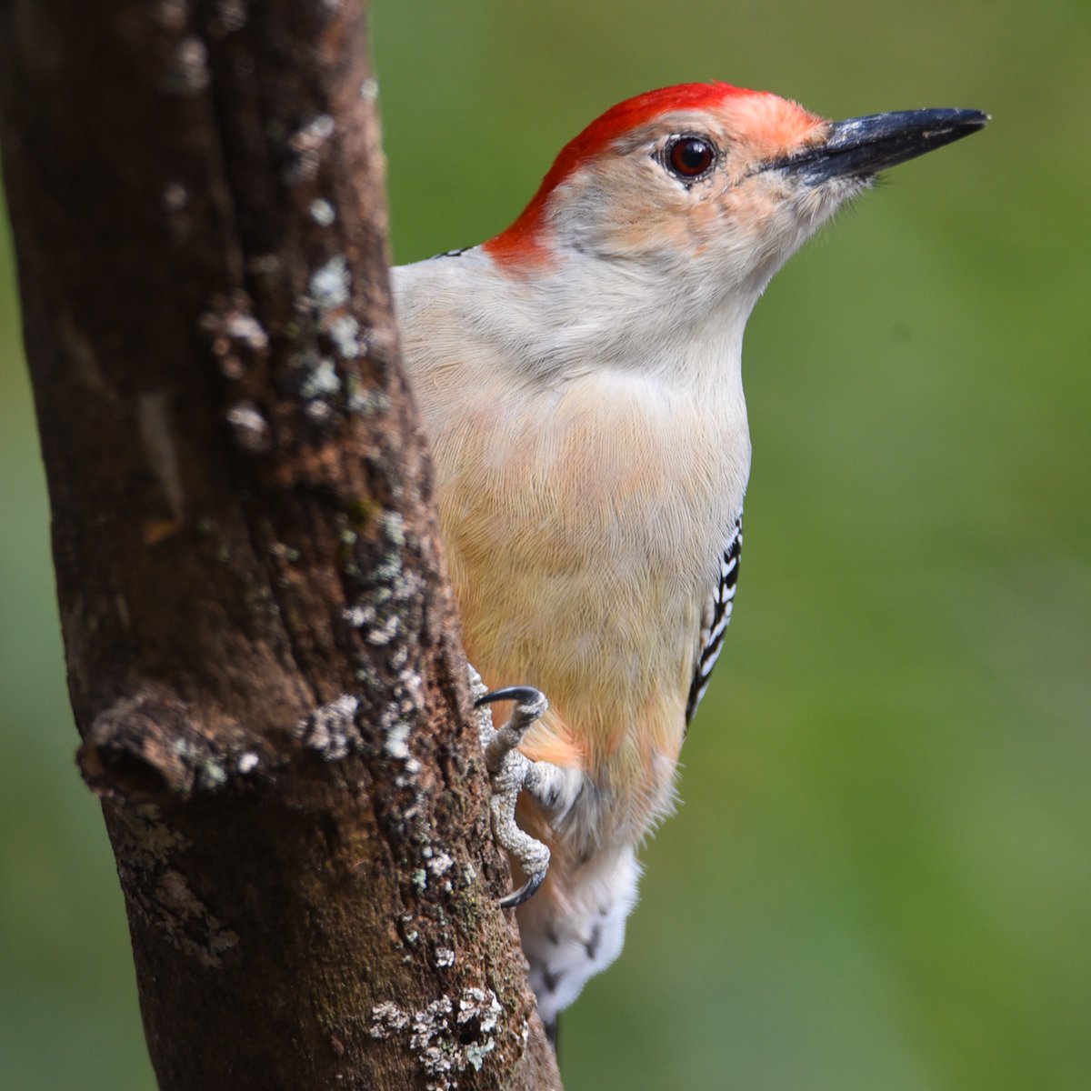 Ole Red Belly hanging out and having a look see at yours truly.

#redbelliedwoodpecker
#redbelliedwoodpeckers
#redbelliedwoodpeckersoftwitter
#woodpecker
#woodpeckers
#birdphotography
#bird
#birdplanet
#birdpic
#birdpictures
#birdcaptures
#greensboroboggarden