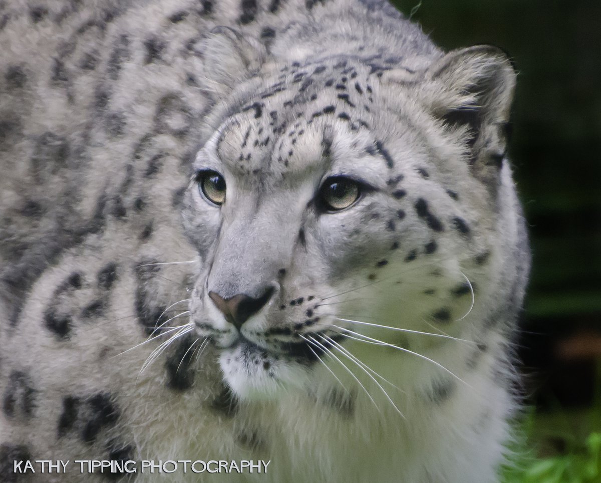 flickrsneps's tweet photo. #snowleopard #ユキヒョウ
https://t.co/4phae1awlv https://t.co/5Fkf7iSJYU