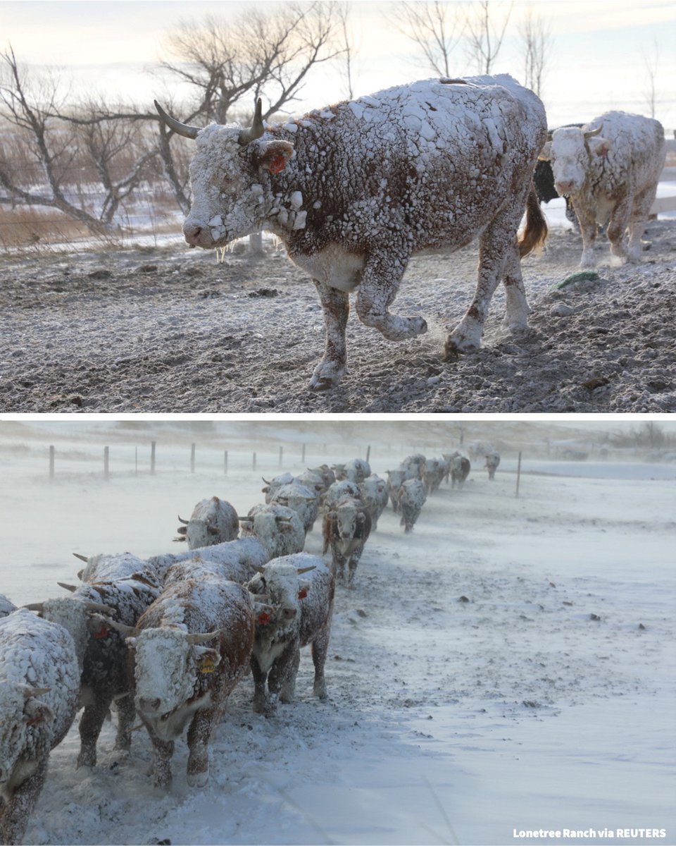 Emilie on Twitter "RT VOANews 📷 Cows walk in the snow in Sturgis, South Dakota, U.S