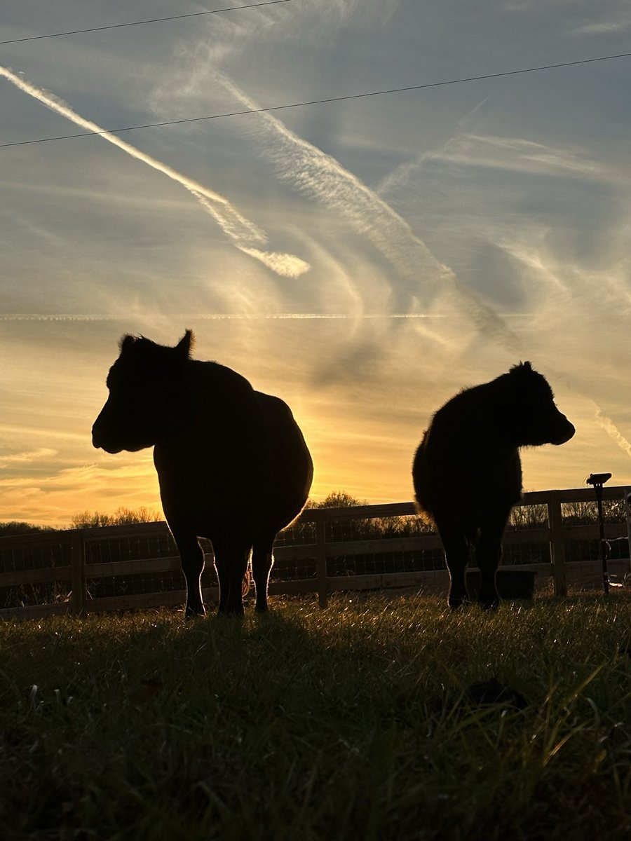 Momma Grace and her 20th calf, Frankie. This #calf will she will ALWAYS keep now that they are here on the farm. #cows #nonprofit  #Rescue #family