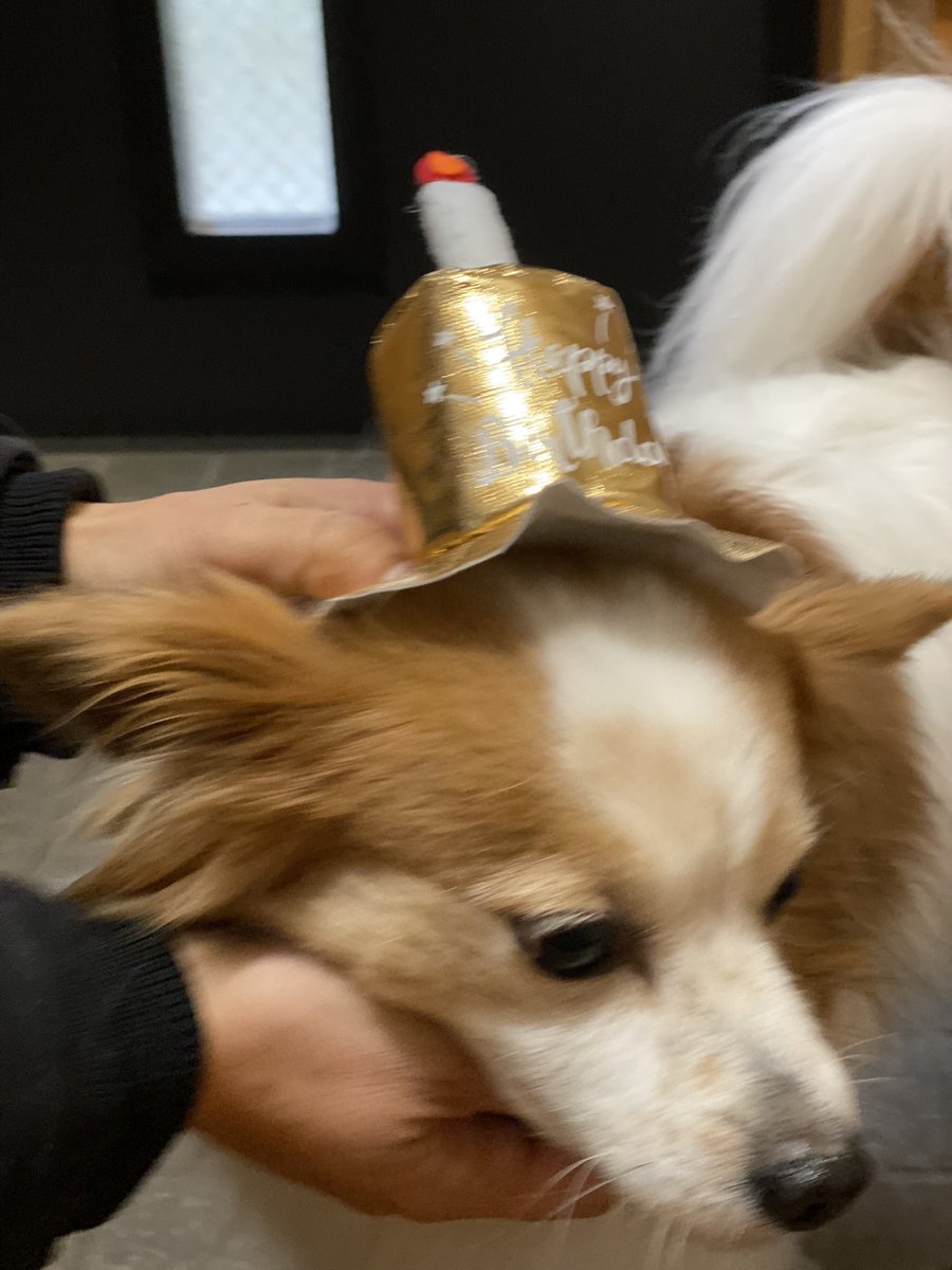 昨日はたくさんの誕生日おめでとう🎊をありがとうございました😊
なかなか、帽子を被ってくれなくて苦労しました(^_^;)
＃パピヨン　＃10歳と1日　#長生きしてね