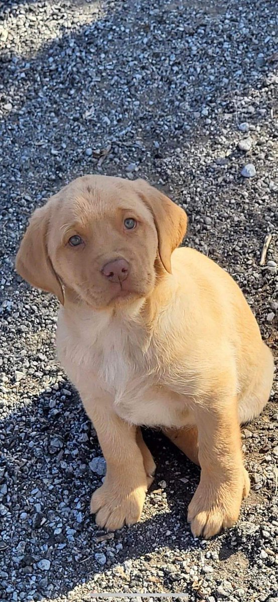 Scott Cripe tweet media