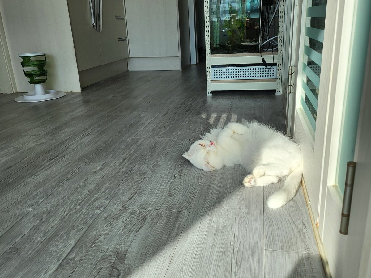 #폴드고양이살구 #입양홍보

햇빛 넘 좋음🫶

8살 폴드 남아 살구

입양문의 카카오톡➡️ sshinmi0915 

#고양이 #성묘 #스코티쉬폴드 #폴드 #하얀고양이 #살구 #고양이입양 #유기묘입양 #사지말고입양합시다 #가족이되어주세요 #서울 #경기 #경기광주 #인형