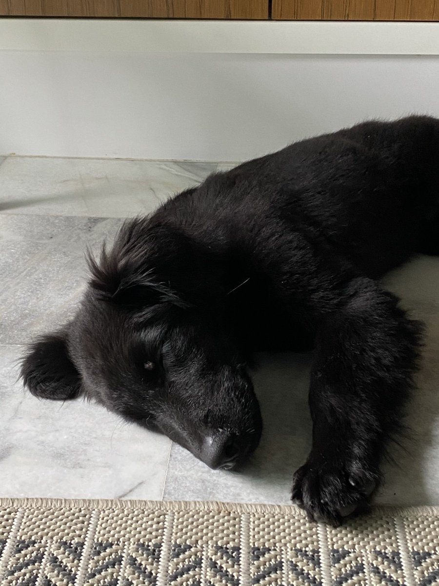 wolvvves's tweet photo. @Lenniesaurus this silly boy is Bear, named after how big his paws were as a puppy. loves his zoomies, naps and food!

the gentlest soul when he is home but a rascal everywhere else. https://t.co/p5IvcTi0Ot