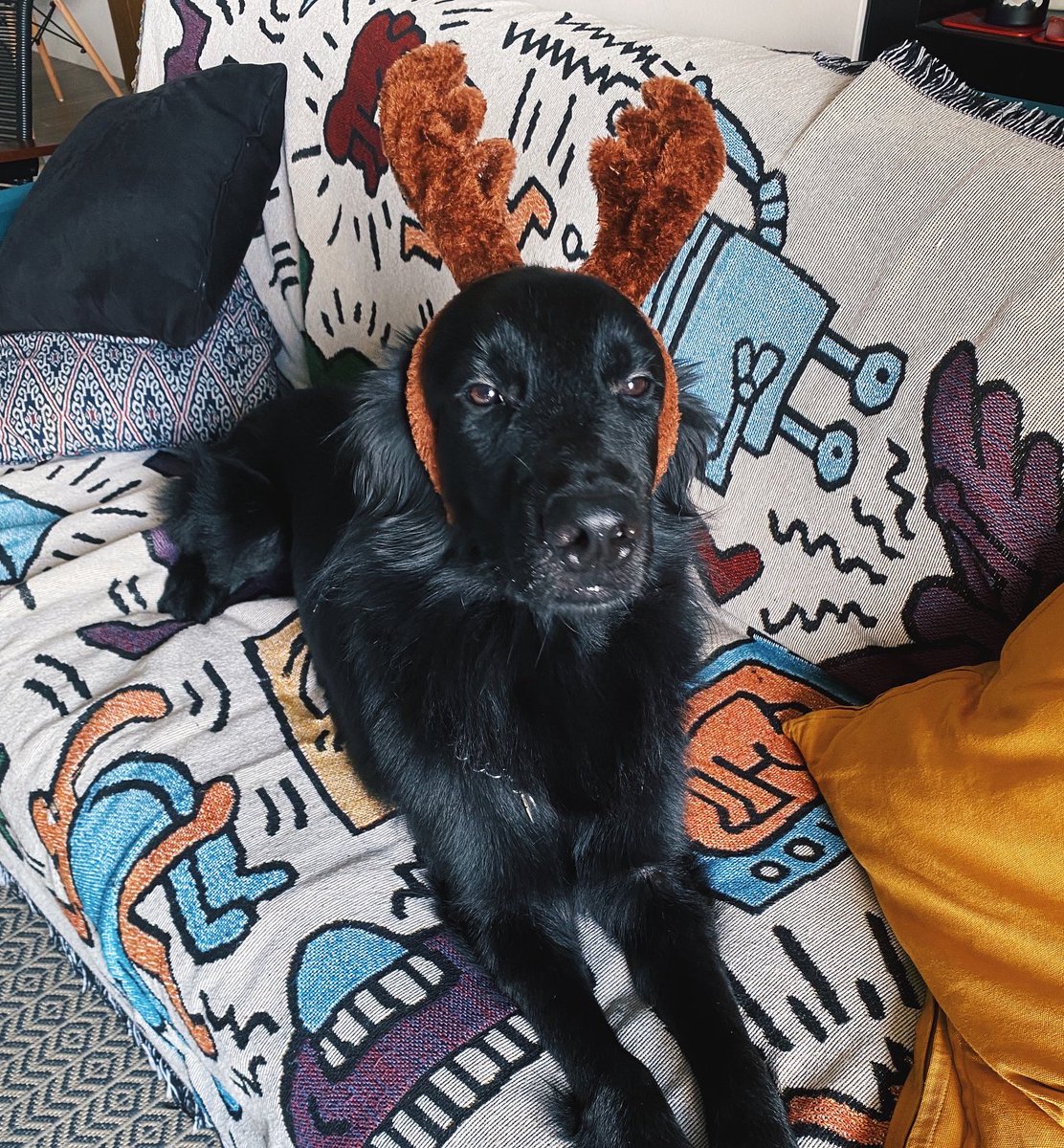 wolvvves's tweet photo. @Lenniesaurus this silly boy is Bear, named after how big his paws were as a puppy. loves his zoomies, naps and food!

the gentlest soul when he is home but a rascal everywhere else. https://t.co/p5IvcTi0Ot