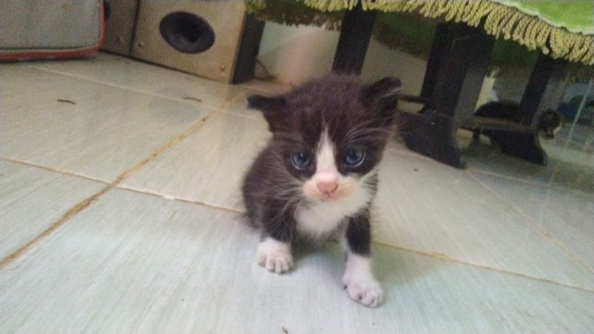 kochengfs's tweet photo. 🐈‍⬛ kucingku selain bloon, mukanya mirip titit juga https://t.co/D17NjhHOoz