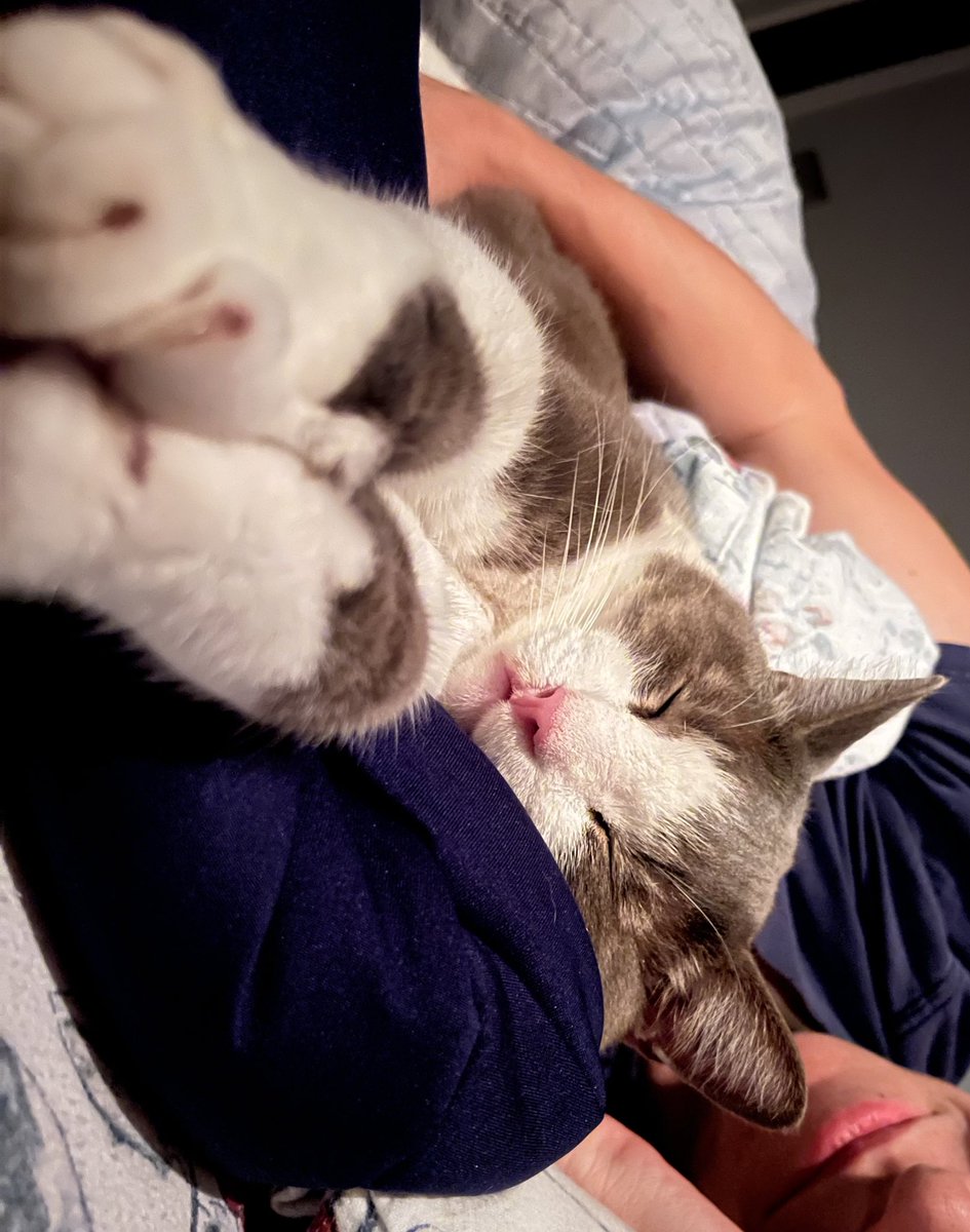 RealRuggle's tweet image. Sweet Dreams #CatsOfTwitter