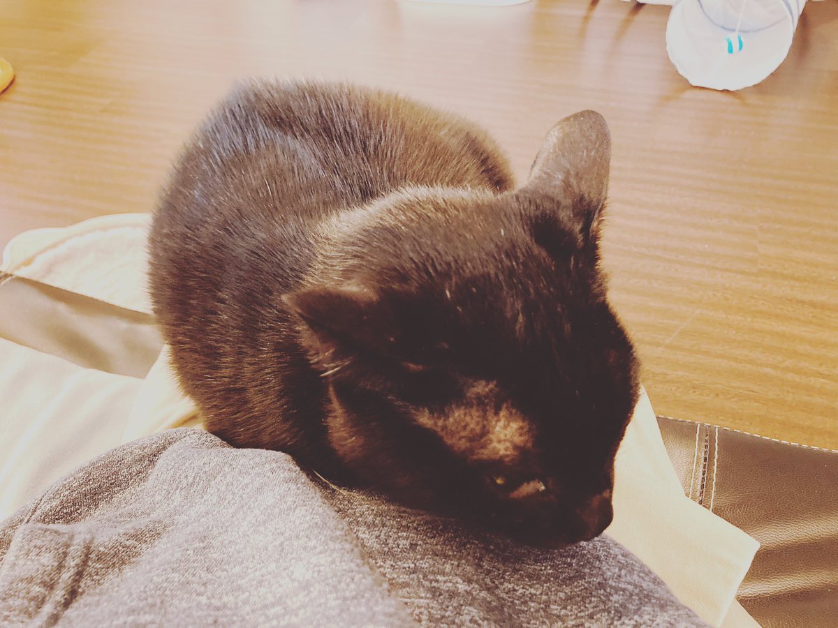 Hanabo_blackcat's tweet photo. https://t.co/q819oQUNm2