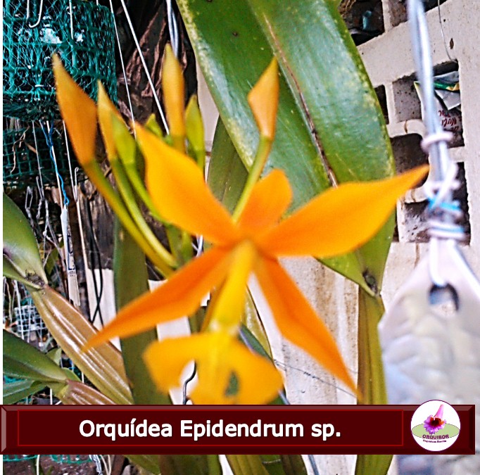 orquibor's tweet photo. Epidendrum. erinworkdiary #mikiorchid #orchids #orchideen #orhidee #орхидея #Orquidea #orkide #orquídeas #orchidlover #фаленопсисы #пелорик #peloric #peloricorchid #phalaenopsis #phalaenopsisorchid #tyingshinbluejay #phal_bluejay
#orquibor #odv #orquideasdeltachira
#orquideas https://t.co/OgWydvXRZX