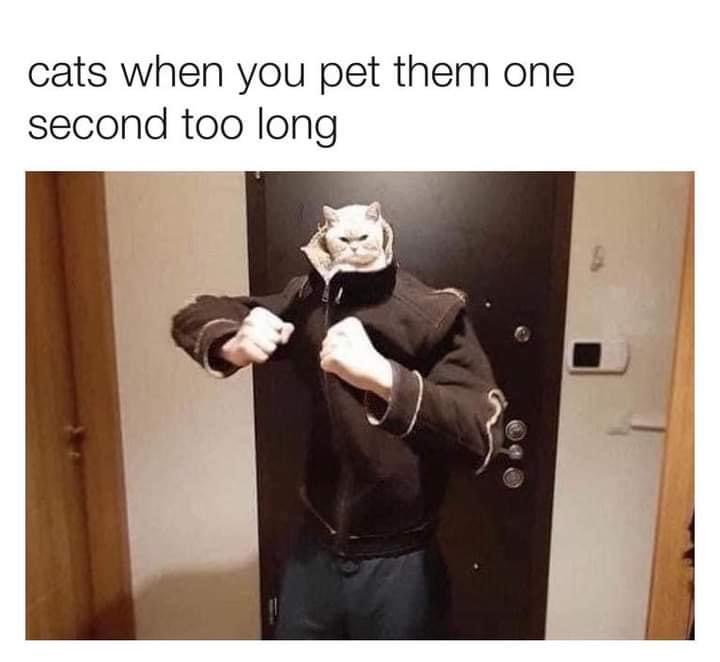 cats who share one braincell (@catbraincell) on Twitter photo 
