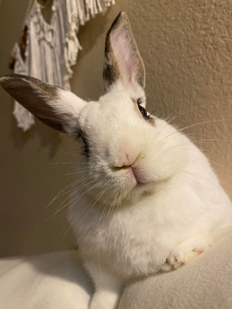 AdoptableBuns's tweet photo. Tofu is a friendly, adult English Spot/Dwarf mix from #Elverta, CA. https://t.co/2lAiRQoyrc https://t.co/jOmKuAqL69