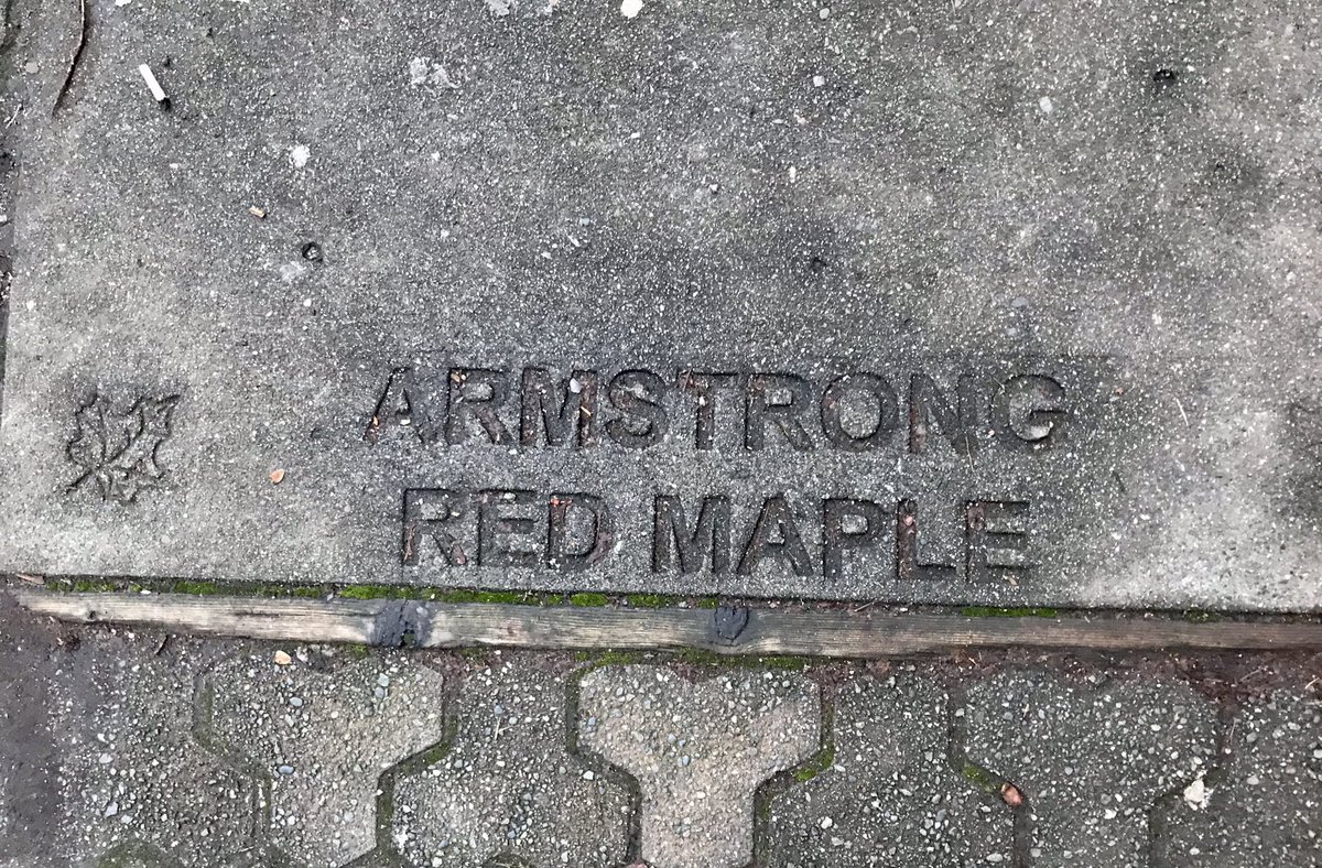 everydaytourist's tweet photo. This afternoon’s fun #flaneur find a #sidewalkstamp for @AlanZakrison This was along Denman next to tree wells. haven’t seen this before. I don’t believe maple trees are native to #BritishColumbia. @PlanVancouver #trees #MapleTree https://t.co/N8khmyQmtK