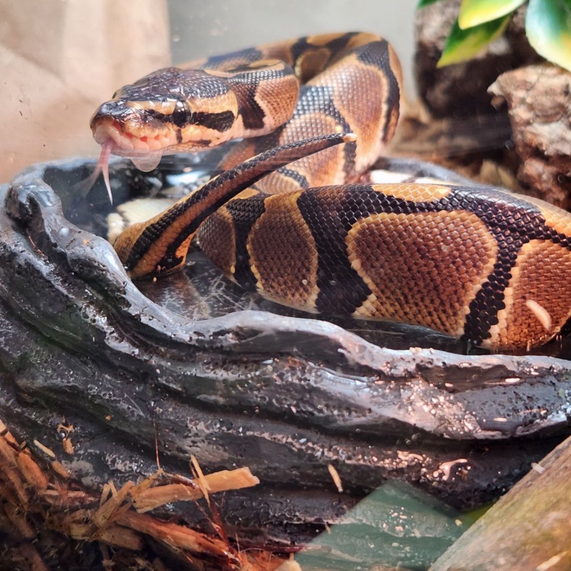 varouna's tweet photo. Meet Dr. Jacoby, Lucien’s new snake, named for the @RussTamblyn Twin Peaks character. He’s never seen the show just liked how he looks - my wallpaper has been Dr Jacoby since 2017. https://t.co/DgdFgEoSrg