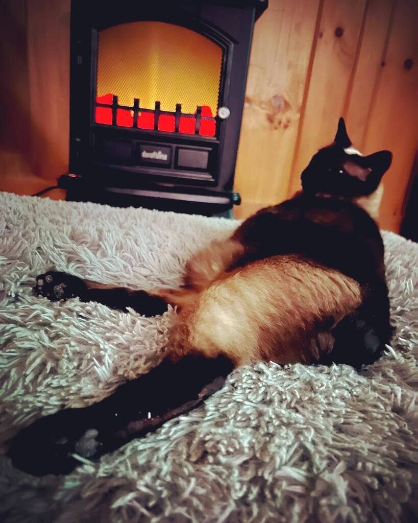 adrndack's tweet image. Get this guy a bourbon!!!! #siamesecatsofinstagram #siamesecat #applehead #cozy #fireside #handsomefella #adirondacklife instagr.am/p/CmScux-J-Lr/