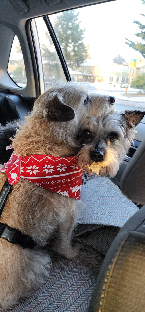 dustyred's tweet photo. @JoJoFromJerz Baxter and Walter being weird in the car. Cute and cuddly boys, cute and cuddly. https://t.co/YuGSmW1R9k