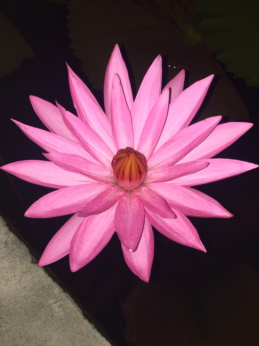 princesswu09's tweet photo. My Beautiful Lotus🌸🌸🌸🌺🌺🌺 https://t.co/0UqKu27epY