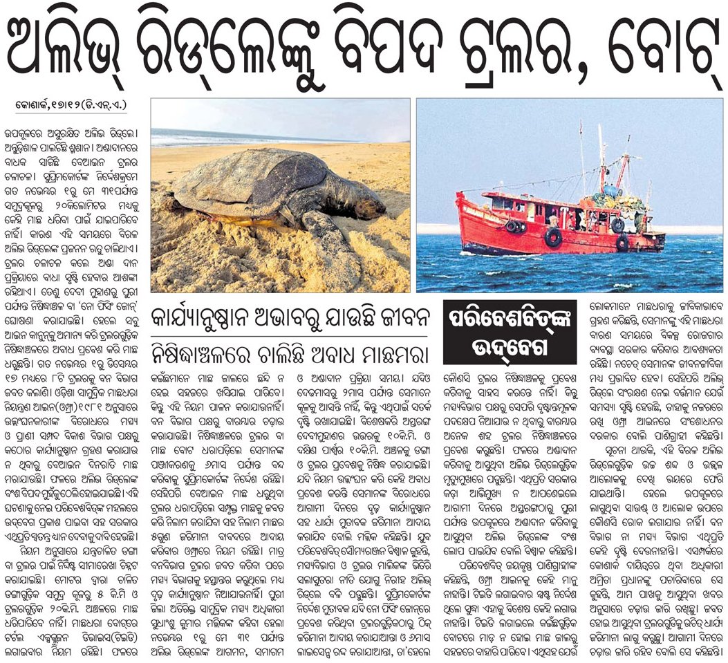 SoumyaMarineWL's tweet photo. #Urgent | @CMO_Odisha Sir, Please review. Thousands of Endangered #OliveRidley Turtle are at high risk in lack of sufficient preventive measures as per #OMFRA by @farddept. There's no alternative but strong & fruitful action in ground.@SatpathyLive @AdyashaSatpath3 @DharitriLive1 https://t.co/bDVK8IIOwi