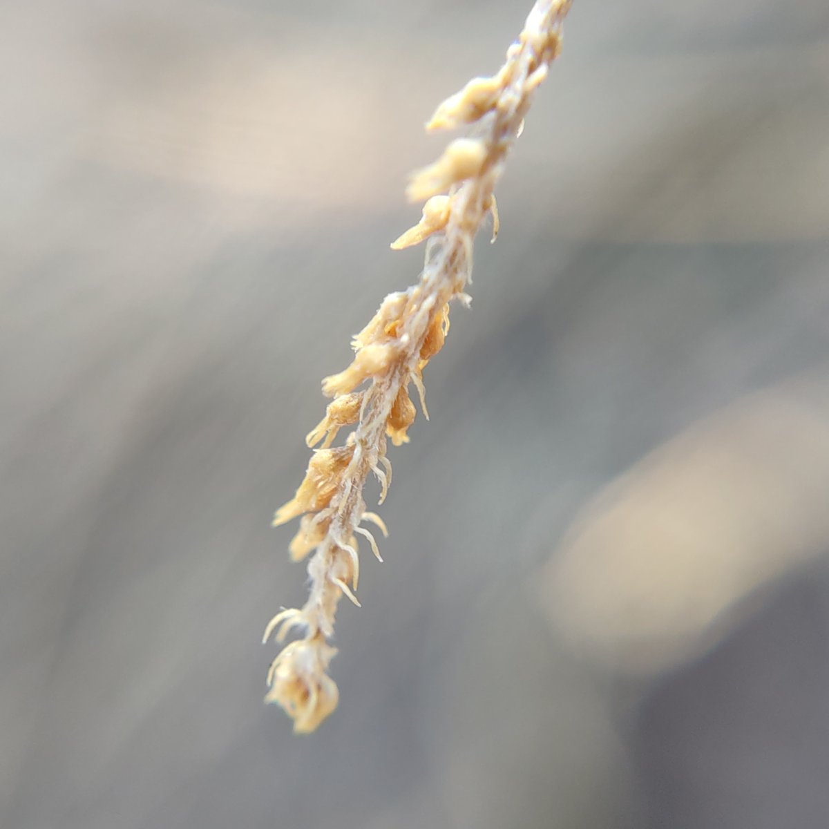 A couple for #FloraPhotoSaturday.

#TCCphotography #macrophotography