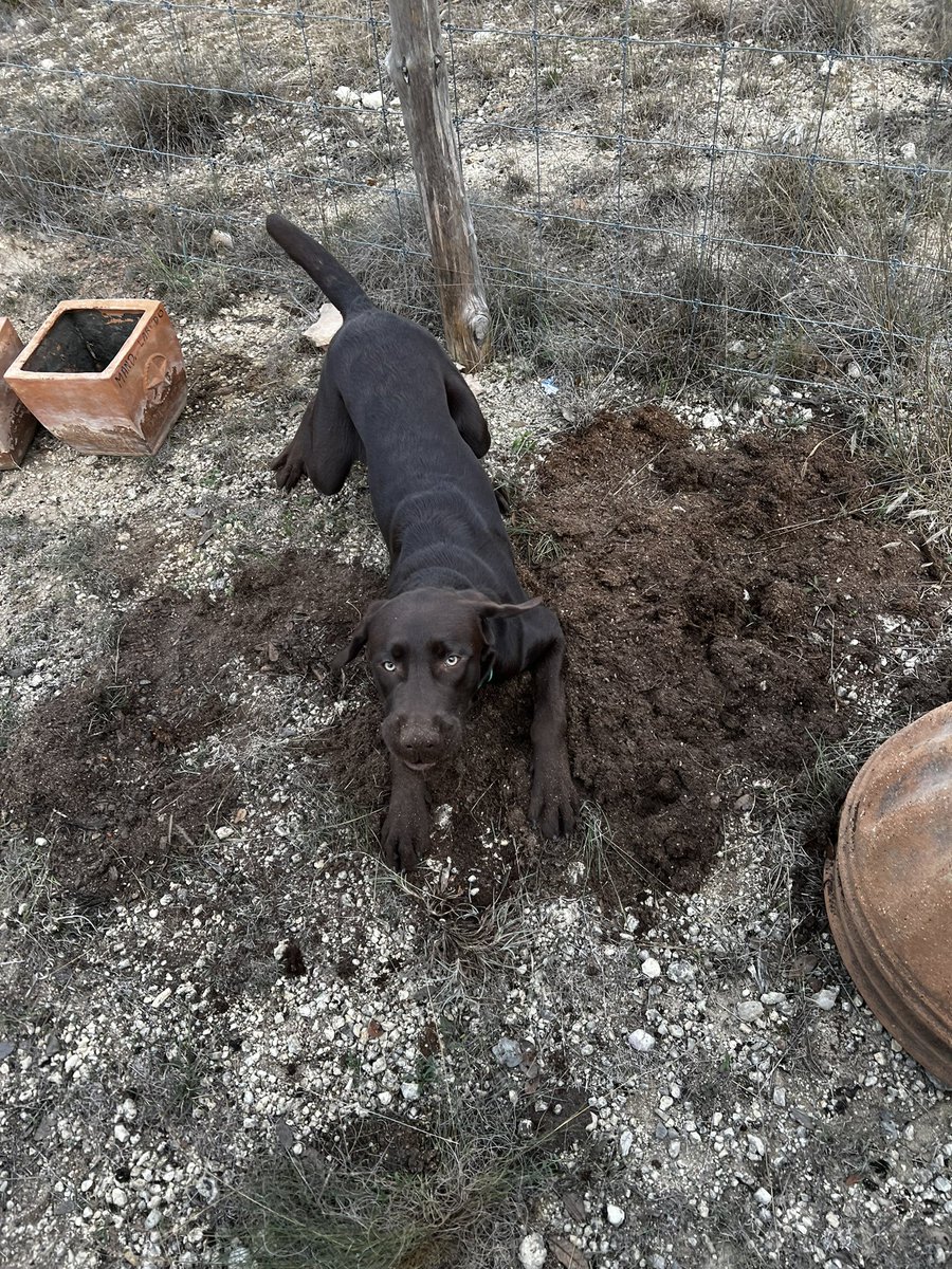 Watson's Roommate tweet media