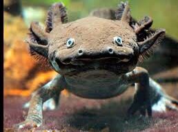 GilliansUNinTO's tweet photo. .@CBC @DavidSuzuki @AnthonyMxSE Everything was going so well for a Saturday eve, till the aggressive salamander invited his younger, smaller sibling to… eat. #TheNatureOfThings https://t.co/ij9srY0RKx