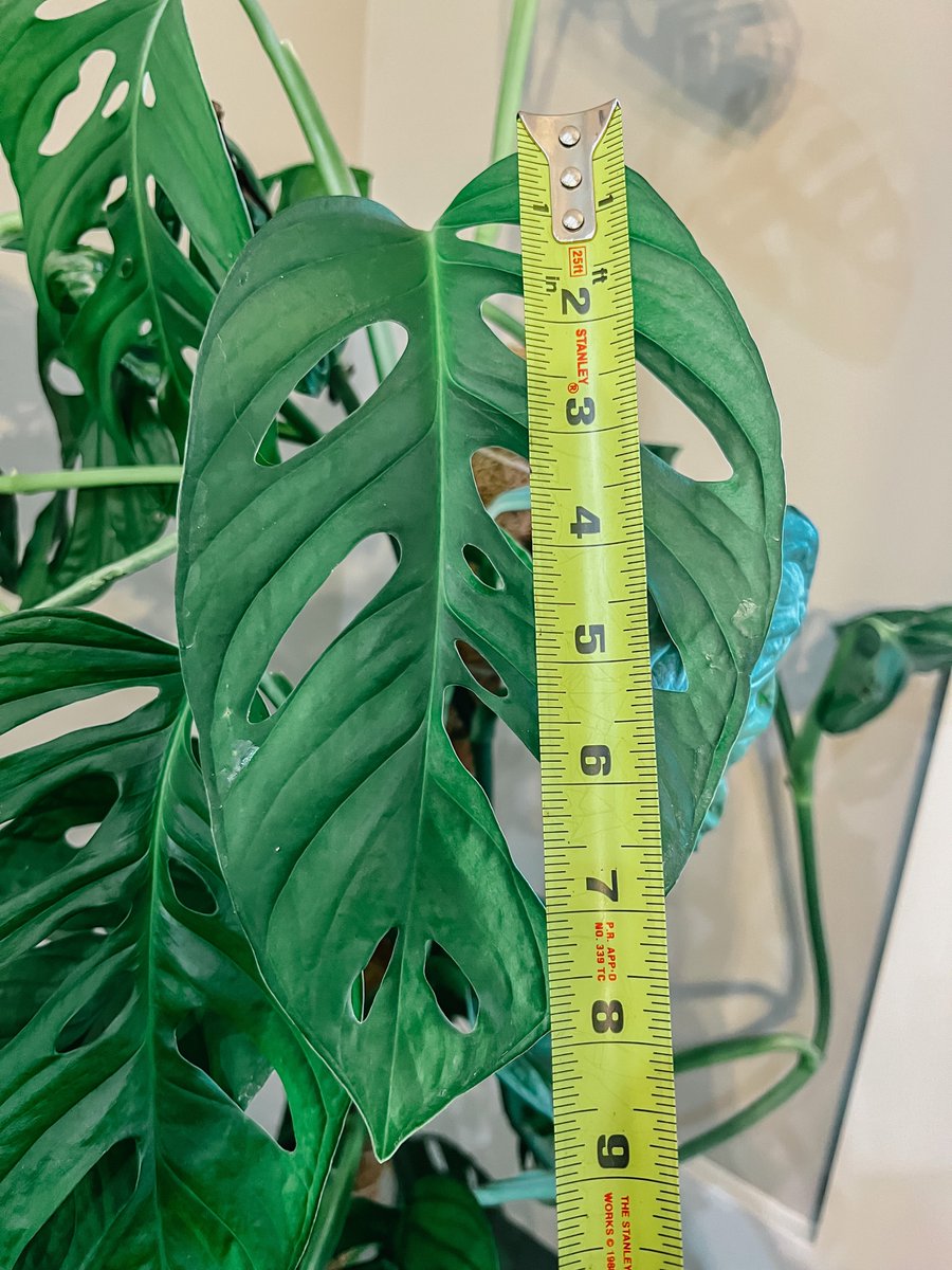 erichadventures's tweet photo. Going for a record on this #monstera #adansonii #housplant https://t.co/daBxOSgR7o