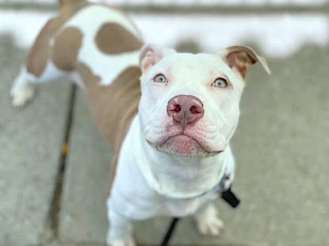 VAN HALEN #156969 NEEDS OUR HELP! The resident dog in her household does not like her and she’s looking for another foster/adopter VA to ME location. Without help she will be back in NYCACC and on the kill list. Please RT, reply if you can help her. 

m.facebook.com/story.php?stor…