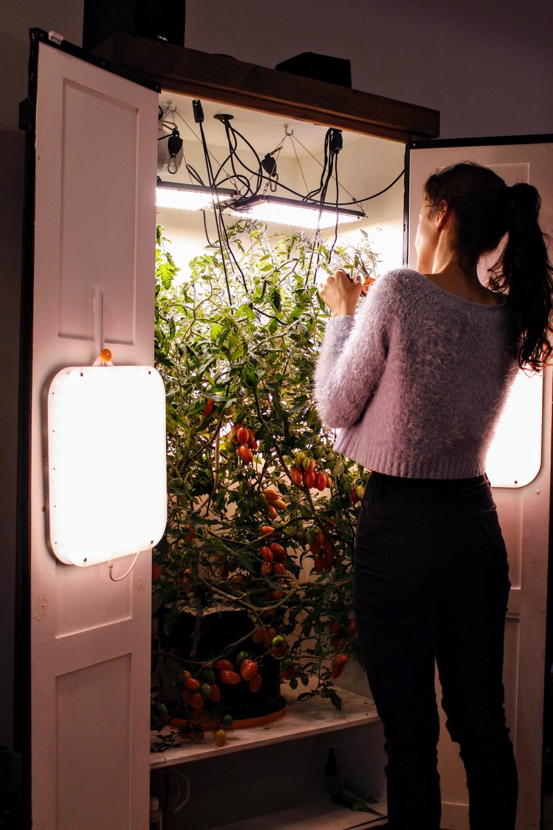 Inspection time for Marcello 🍅🫴

#growyourown #gardening #vegetables #Food #plants #WFH #hobbies