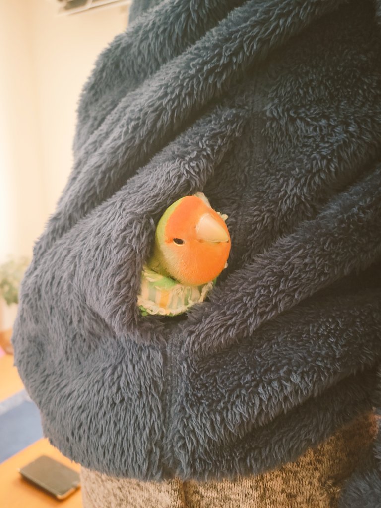 この冬初めての雪❄
寒いやろ～ってお父さんのポッケにｸｲｯて突っ込まれて満更でもないまっちゃんカワユ(*´﹀`*)♡
こちらの垢ではほとんどツイートしておりませんが…とりあえずみんな元気です！
 #コザクラインコのまっちゃん