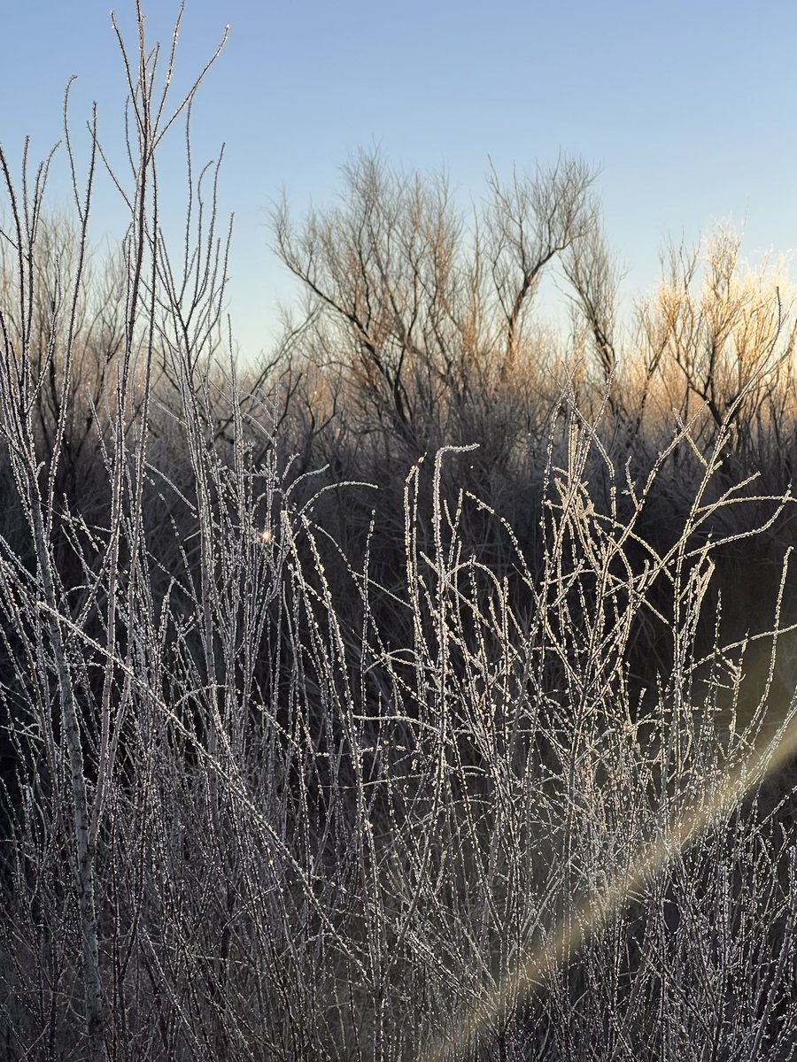 fordstokes's tweet photo. First Morning of my depredation Elk hunt on the banks of the Rio Grande River in Socorro County, NM. 7 degrees F. The frost on the Tamaracks was beautiful! #Ridgelineoutfitters #ActiveWealth https://t.co/SS0unbRPTH