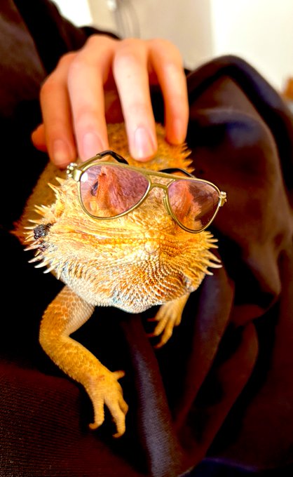 オシャレなフトアゴヒゲトカゲ 