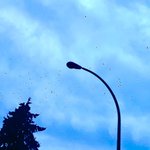 Photo by streetcrow (@streetcrow)
