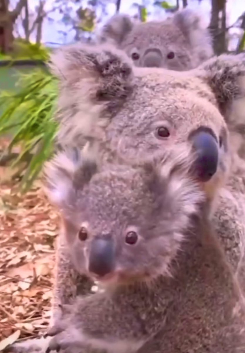 Mum koala with twins, this is pretty rare.. so cute 🥰