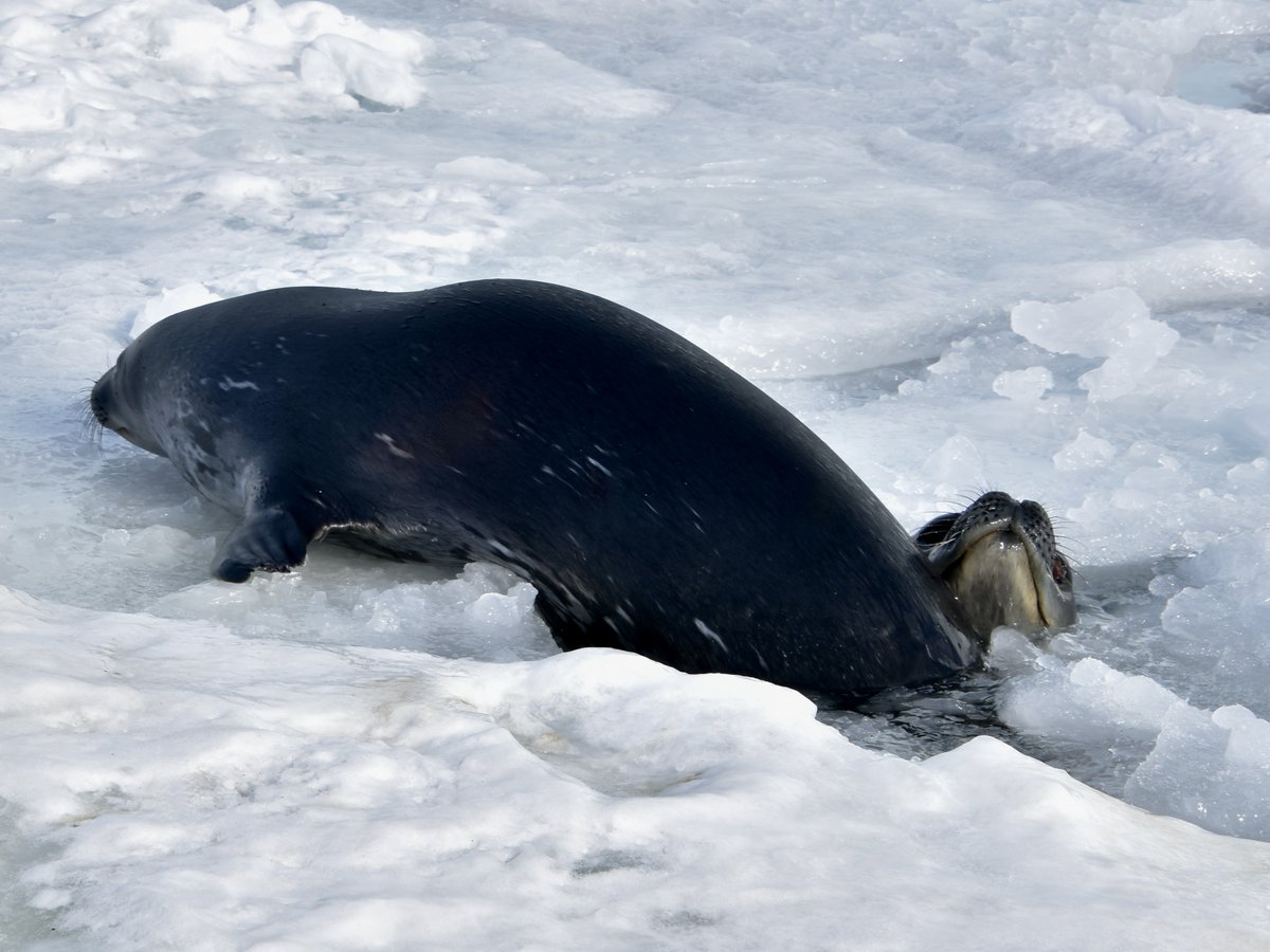 Meet Jennifer Doudna and CRISPR!
Our team is trying to figure out why there is so much variation in how many pups females produce throughout their lifetime - and how this can shape populations (whether it be Weddell seals, or any other species). (1/4)