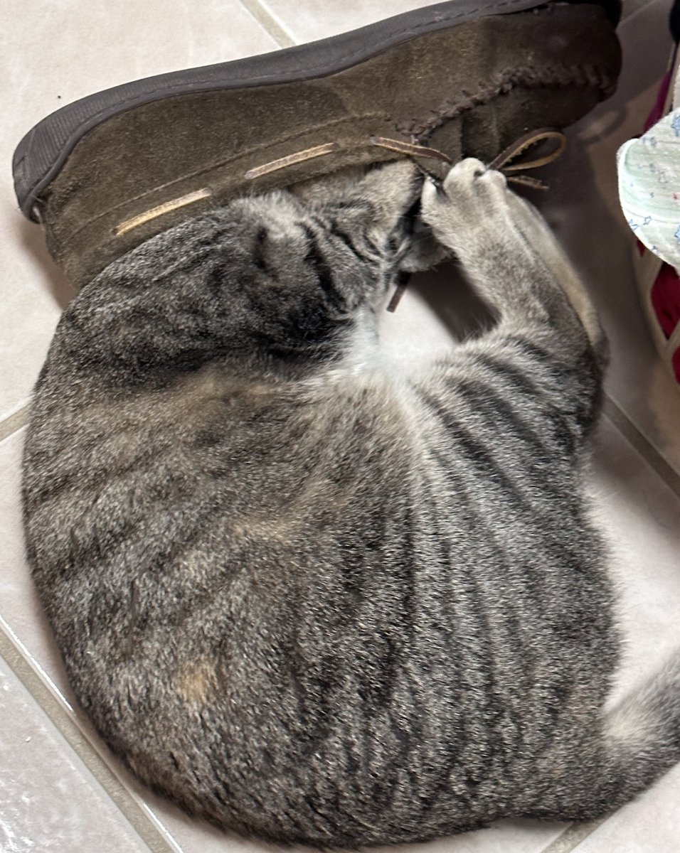 DAbitty's tweet photo. Emmy’s Caturday. #headlesscat https://t.co/DESoKf5Ger