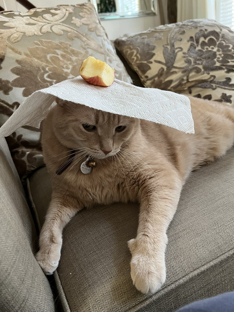 ShowYourCat's tweet photo. https://t.co/Oqk8J2ltun