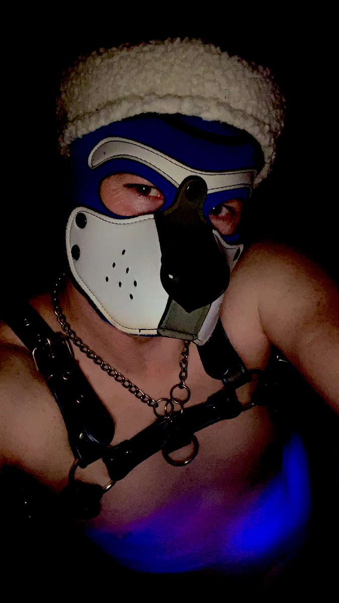 PupStitchNL's tweet photo. #puphood #dutchpup #puppyplay #petplay #gaypuppy #uncollared #puppyplaycommunity #puppyfetish #puppygear #puppypride #bluepup https://t.co/zyhEvXy6qD