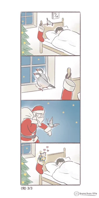 あと1週間でクリスマス🎄(3/3)
#文鳥 
#bunchoslife 
#4コマ漫画 