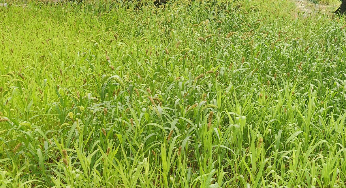 LadakhLogic's tweet photo. #FoxTailMillets grown in #KargilLadakh as Second Crop
Essential for maintaining a healthy heart, smooth functioning of the nervous system, &amp; in general good for skin &amp; hair growth
May improve glycemic control &amp; reduce insulin, cholesterol &amp; fasting glucose in Type-2 diabetics https://t.co/M0mx0uas4o