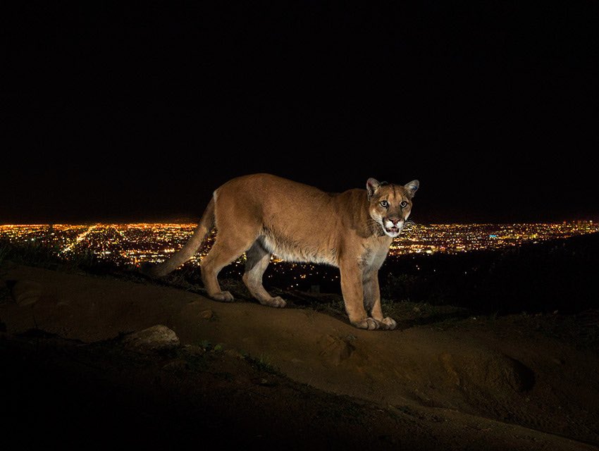 KrispyDickies's tweet image. Goddamn, every beer tonight is for P-22. #legalexecution