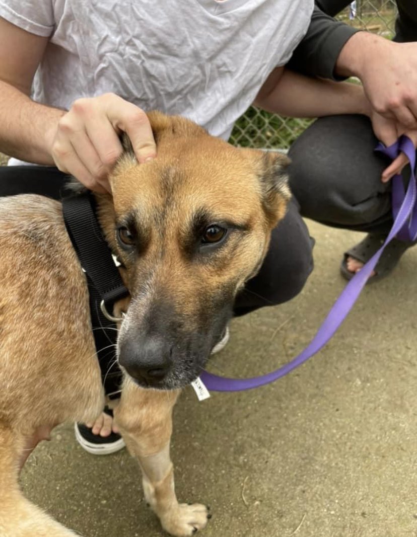 csra_humane tweet picture